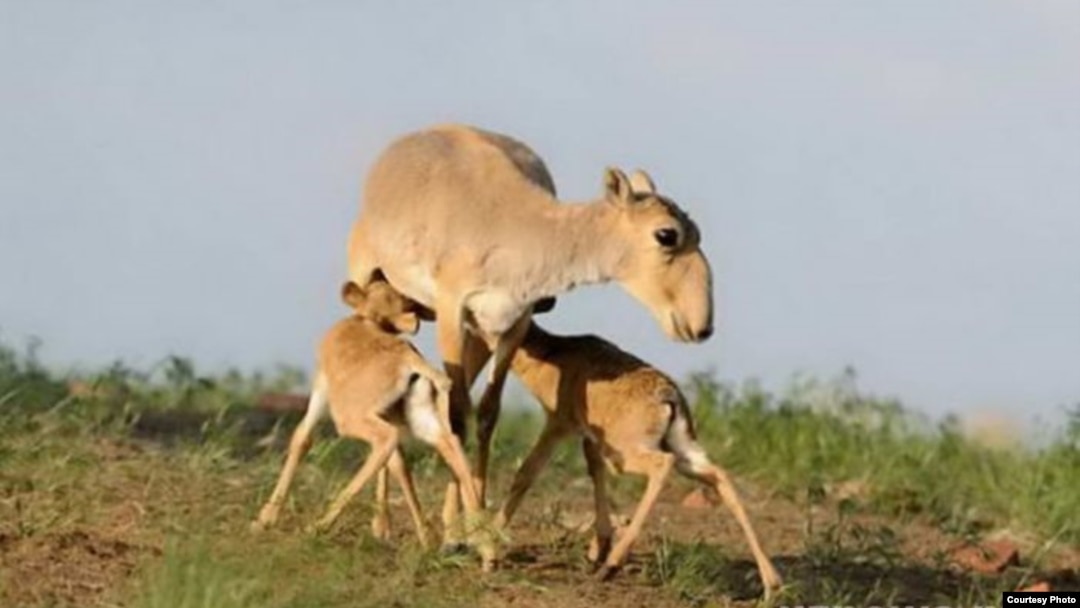 The distinctive-looking saiga antelope, with its bulging eyes and tubular snout, is listed as critically endangered, with an estimated 50,000 or so roaming the Eurasian steppe after years of unrestricted hunting following the Soviet collapse.