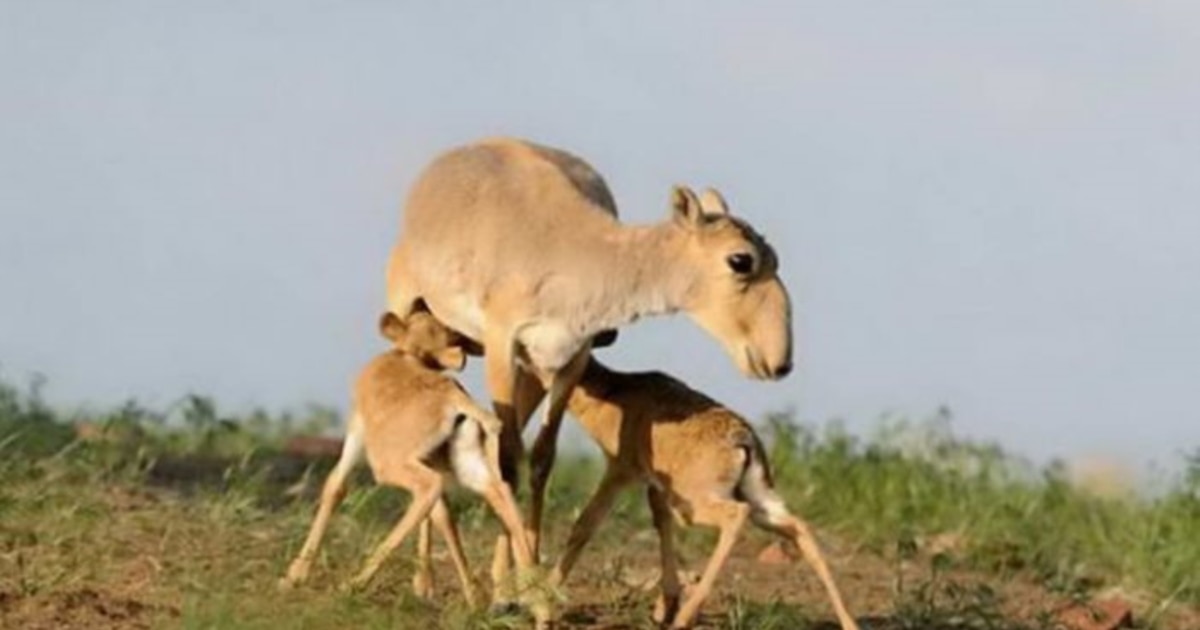 Әйелдің шұлықтарды алдағаны порно