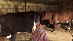 Ülviyyə Şükürova: 'Satmaq çətin deyil. Müştərilər qapıya gəlir, əvvəldən sifariş verirlər'