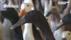 Как утки в Южной Африке спасают вино (видео)