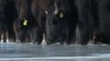grab: kyrgyz yak herders