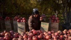له پاکستان سره د لارو بندېدو د میوې سوداګر سخت تاواني کړي 