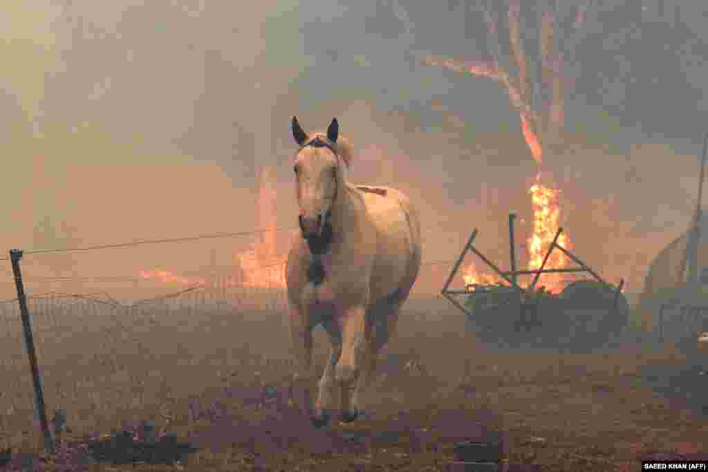 Спасающаяся от огня лошадь. Окрестности города Новра (Новый Южный Уэльс). В населенные пункты бегут и дикие животные, покидающие объятые пламенем леса. В поисках воды и пищи они приходят в жилой сектор.