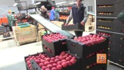 Яблоки Молдовы «выжаты» российского эмбарго