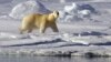 Лід в Арктиці накопичує токсичні речовини