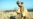 Camel Breeding, Melon Harvesting, Stonemasonry: How IS Sells Its 'Utopia'
