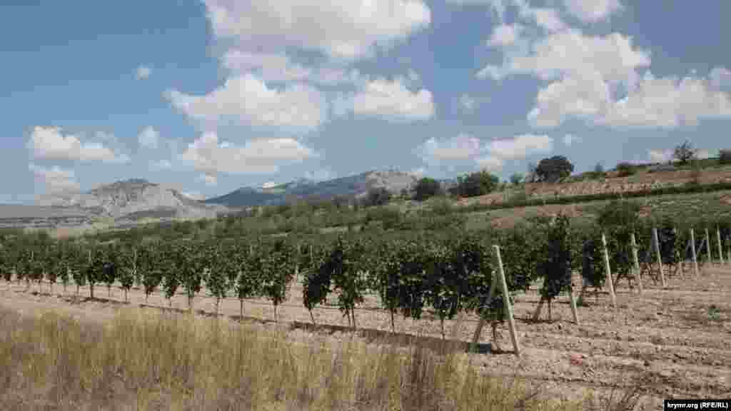 Ще до 1990-х років виноградники займали всю територію &ndash; від села до моря. На фото &ndash; невелика ділянка виноградника, що виходить на вулицю Центральну