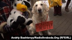 Акція на захист безпритульних тварин, Київ, 25 січня 2012 року