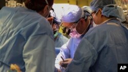 Hirurzi izvode prvu genetski modifikovanu transplantaciju bubrega svinje u živog čoveka u Opštoj bolnici Masačusetsa, subota, 16. marta 2024. u Bostonu, Massačusets