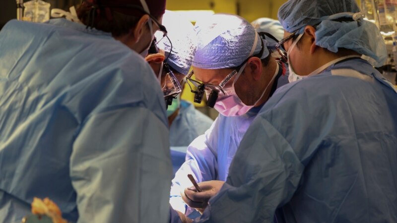 Американски хирурзи успешно пресадиле свински бубрег на човек