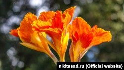 CRIMEA - exhibition of exotic cannes, Nikitsky Botanical Garden, Nikita, Ukraine, 22Sep2021