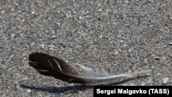 В конце сентября в Крыму на Сиваше зафиксировали массовую гибель птиц