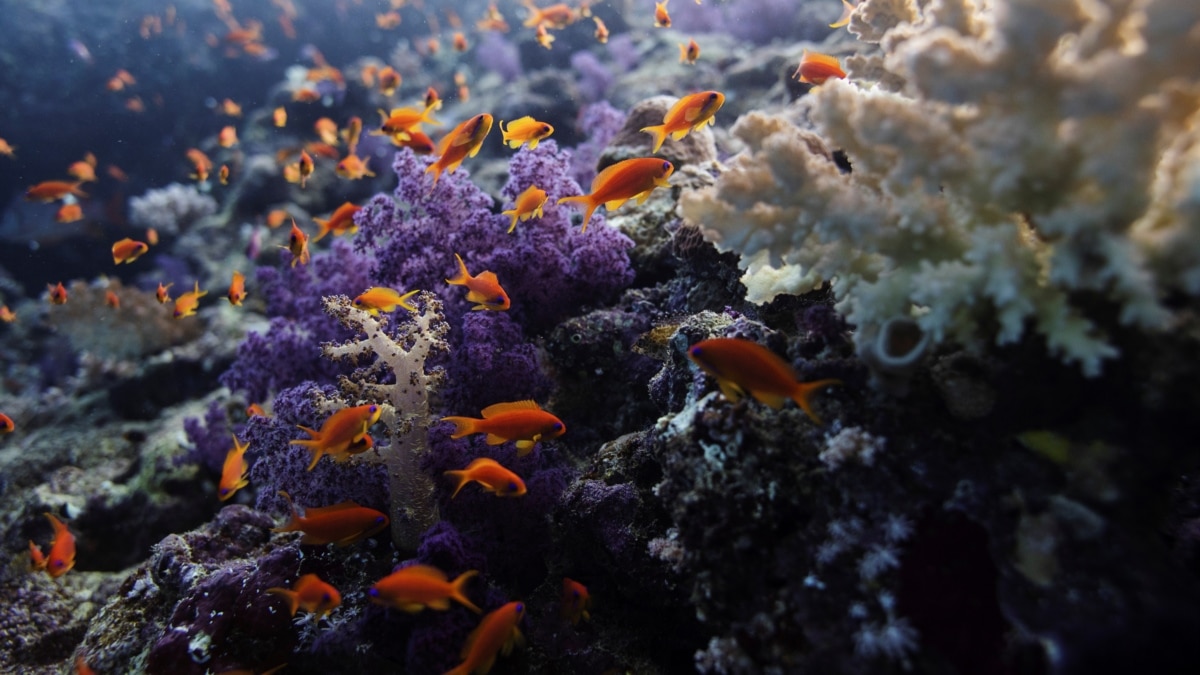The global agreement on the protection of the world’s oceans was approved The global agreement on the protection of the world’s oceans was approved