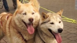 Петицию Путину доставили на собачьих упряжках (видео)