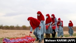 زنان افغان هنگام کار در یک مزرعۀ زعفران در هرات - تصویر از آرشیف 