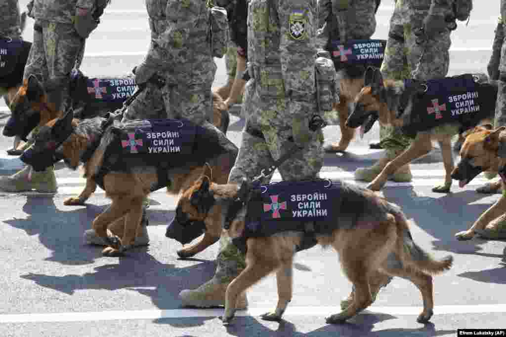 Soldiers march with military dogs during the Kyiv parade.