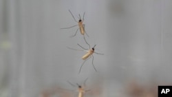 Raportul european a fost dat publicității tocmai când se marchează, la 20 august, ziua mondială a țânțarului - consacrată nu atât insectei în sine, ci problemele pe care le cauzează oamenilor.