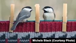 Carolina chickadees perch on a clothesline in Ohio in one of the winners of the Great Backyard Bird Count 2013 photo contest (by Michele Black).