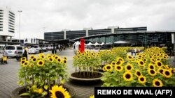 Sunflowers at Schiphol Airport near Amsterdam honor the memory of those killed in the downing of flight MH17.