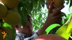 Moldovan Farmer Upbeat Despite Russia's Fruit Ban