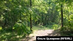 Лесной массив. Хабаровский край.