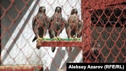 The saker falcon -- a protected species in many range states, including Kazakhstan -- is used for hunting in Persian Gulf states.