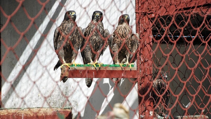 В России двух казахстанцев осудили за контрабанду редких птиц