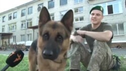 Кінологи зі службовими собаками готуються до військового параду на честь Дня Незалежності України (відео)