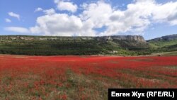 Так выглядело поле до того, как его скосили