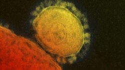 Novi virus pripada grupi virusa koji je uzrokovao SARS, bolest od koje je pre 17 godina umrlo 800 ljudi širom sveta
