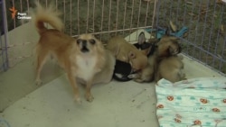 Собаки понад 100 порід прибули на виставку до Полтави (відео)