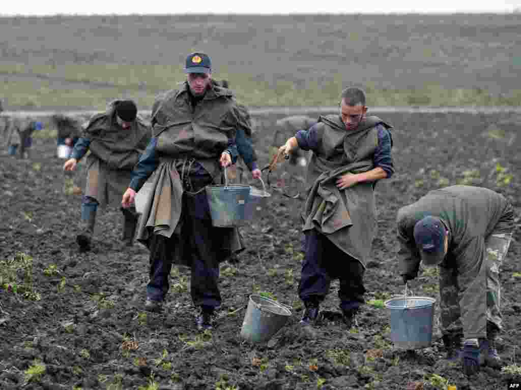 Беларусь. Курсанты міліцэйскай акадэміі на бульбе ў весцы Гранічы пад Радашкавічамі.