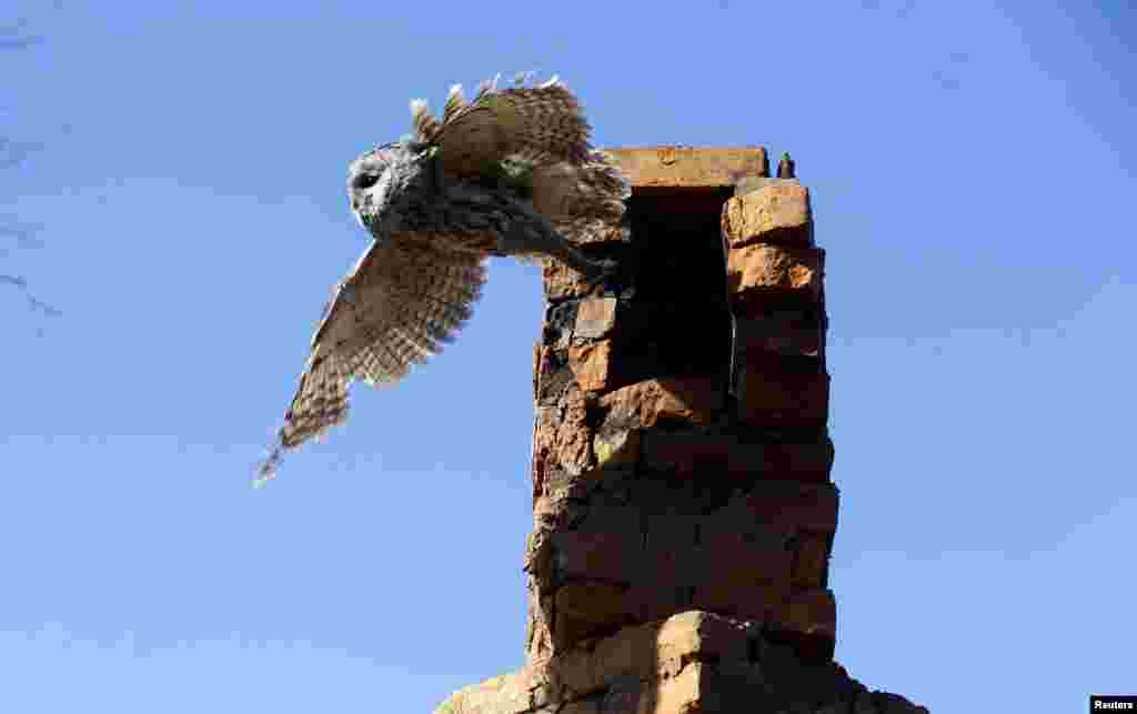 A tawny owl leaves a chimney in the village of Kazhushki, Belarus. The abandoned zone spans the border area of Ukraine, Belarus, and Russia. 