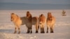 Przewalski's horses on the steppe in Russia's Orenburg reserves.