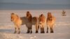 Przewalski's horses on the steppe in Russia's Orenburg reserves.