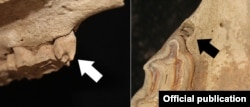 Байыркы аттын кесилген тиши. W.T.T. TAYLOR ET AL/PNAS 2018