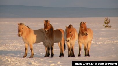 Секси әпкесі соратын ағасы порно видео