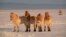 Przewalski's horses on the steppe in Russia's Orenburg reserves.