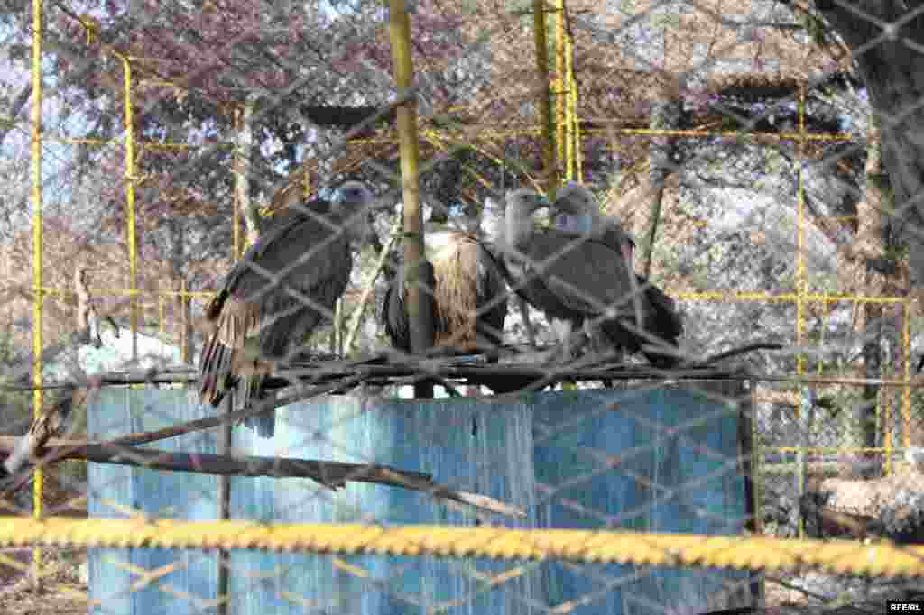 “Ошиқон”-и ҳайвонот #30