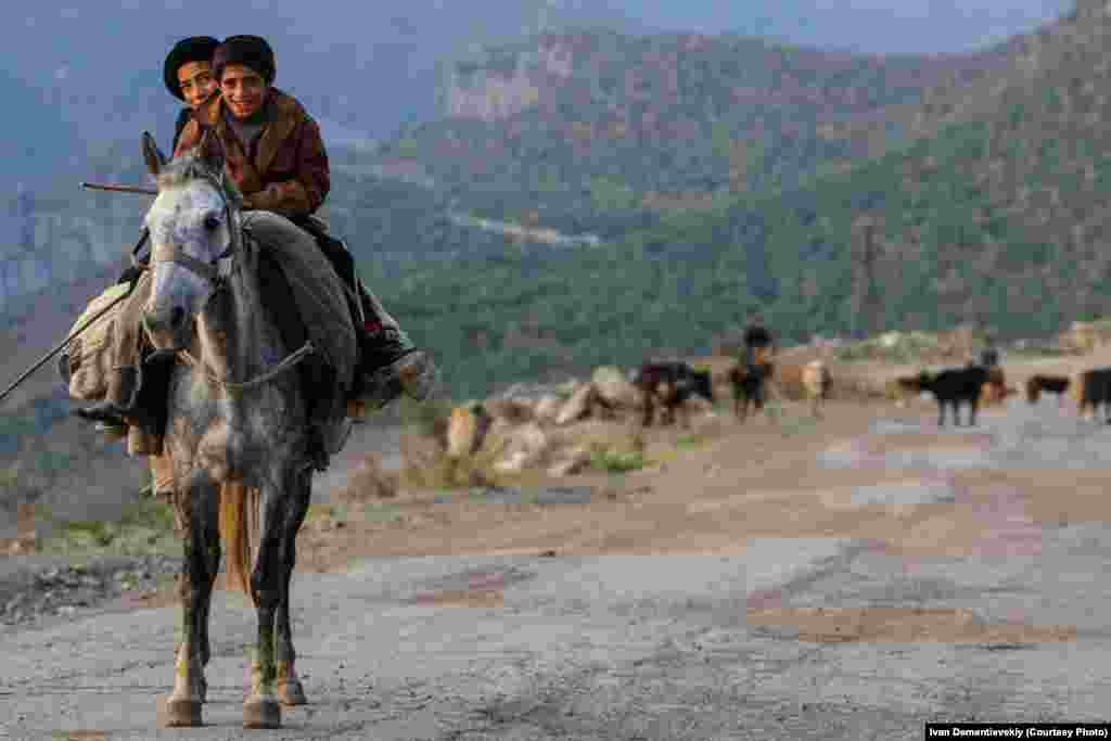 Boys on horseback followed by their fathers, who herd cows along the mountain pasture.