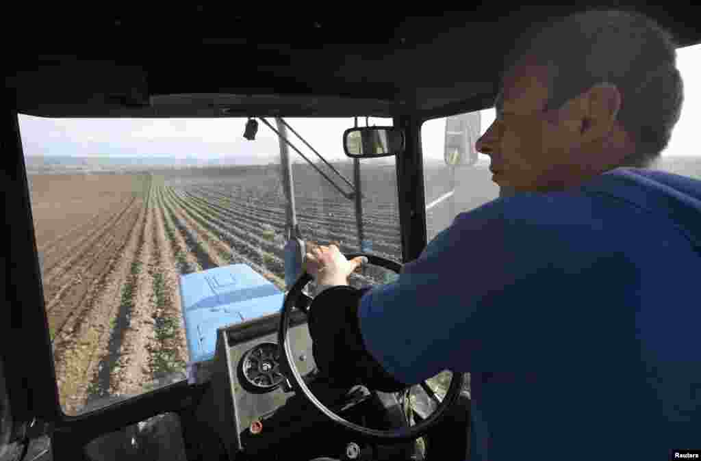 An inmate drives a tractor while sowing potatoes.