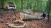 Од „шумата“ кривични за дрвокрадците, процесирани само деланки 