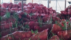 Fermerlər soğanı sata bilmir: Məhsul zibilə tökülür