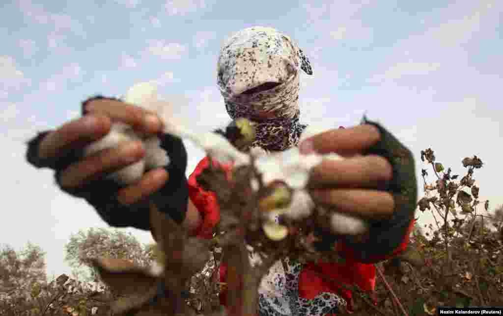 A woman harvests cotton in a field near the village of Yakhak, Tajikistan. (Reuters/Nozim Kalandarov)