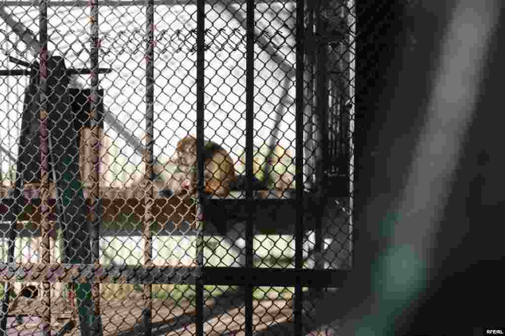 “Ошиқон”-и ҳайвонот #21