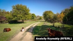 Гайтаман сурт