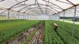 Jovovic farm, Danilovgrad, Montenegro