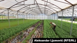Povećani uvoz diže cijene, crnogorska rukola 'uzvraća udarac'