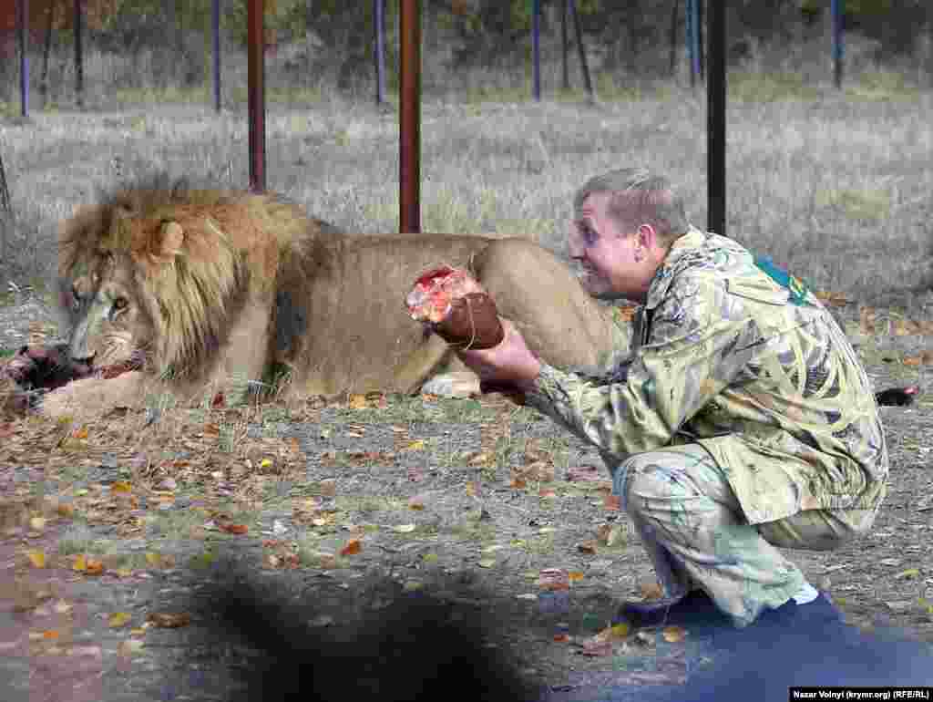 Директор парка «Тайган» Олег Зубков отобрал еду у слабого льва и злорадствует)