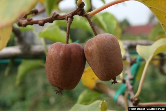 Kiwi roșu fără păr, soiul VIP Red, dezvoltat de profesorul Florin Stănică la „Agronomie”.